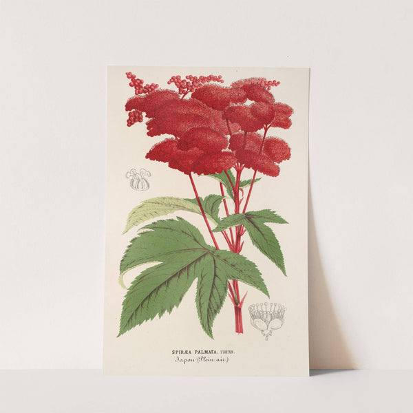 Spiræa palmata by Charles Antoine Lemaire