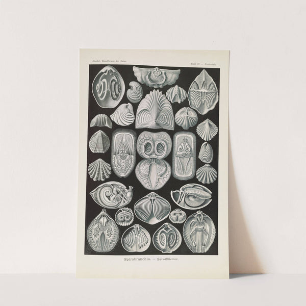 Spirobranchia. - Spiralkiemer by Ernst Haeckel