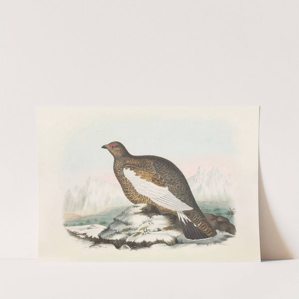 Spitzbergen Ptarmigan by Daniel Giraud Elliot