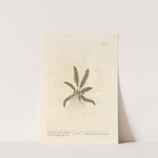 Spleen wort by Elizabeth Blackwell