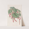 Splendid Fuchsia by Sydenham Edwards