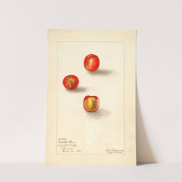 Spondias purpurea: Scarlet Plum by Deborah Griscom Passmore