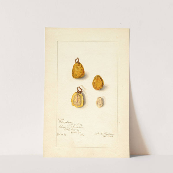 Spondias purpurea: Spondias purpurea by Amanda Almira Newton