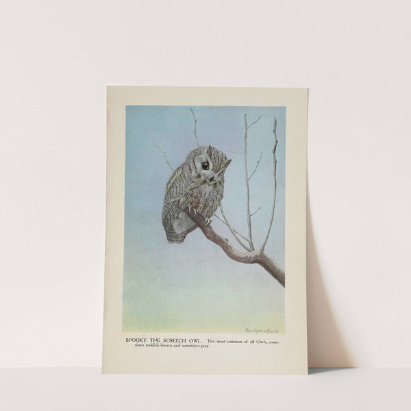 Spooky the Screech Owl by Louis Agassiz Fuertes