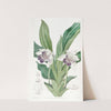 Spoon-lipped Zygopetalum by Sydenham Edwards