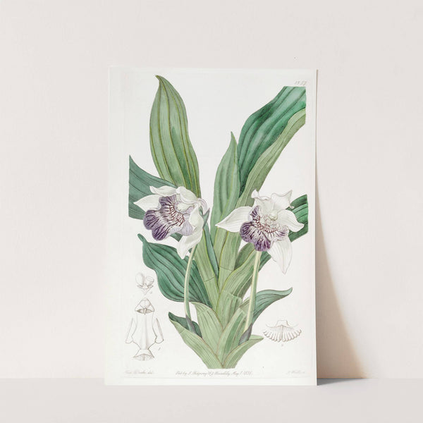 Spoon-lipped Zygopetalum by Sydenham Edwards