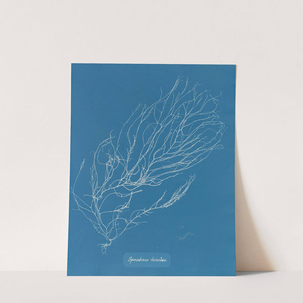 Sporochnus rhizodes by Anna Atkins