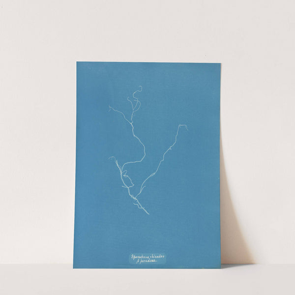 Sporochnus rhizodes β paradoxa (1843-1853) by Anna Atkins