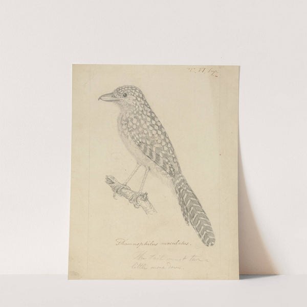 Spot-backed antshrike by James Sowerby