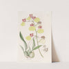 Spot-winged Oncidium by Sydenham Edwards