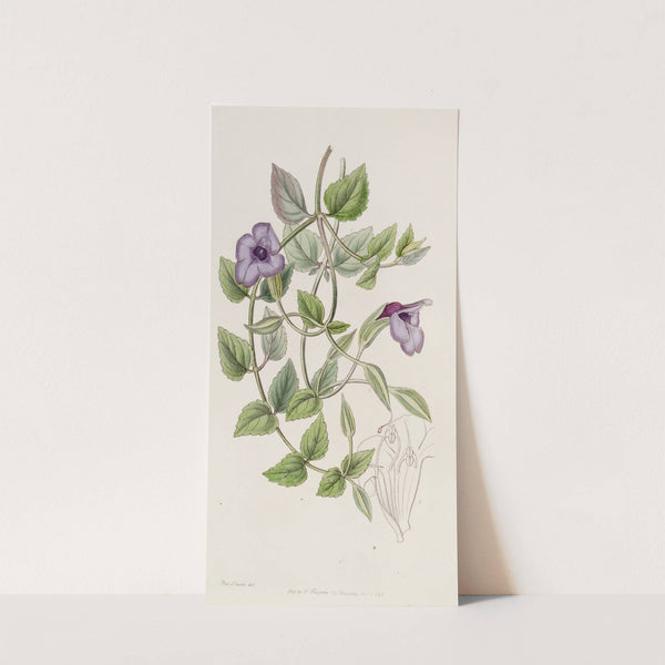 Spotless Violet Torenia by Sydenham Edwards