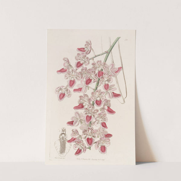 Spotted Air-plant by Sydenham Edwards