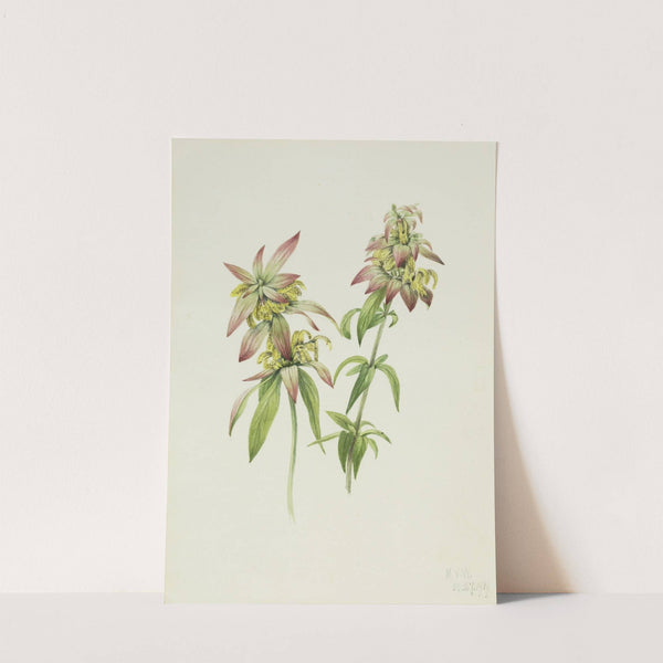 Spotted Bee Balm (Monarda punctata) (1919) by Mary Vaux Walcott