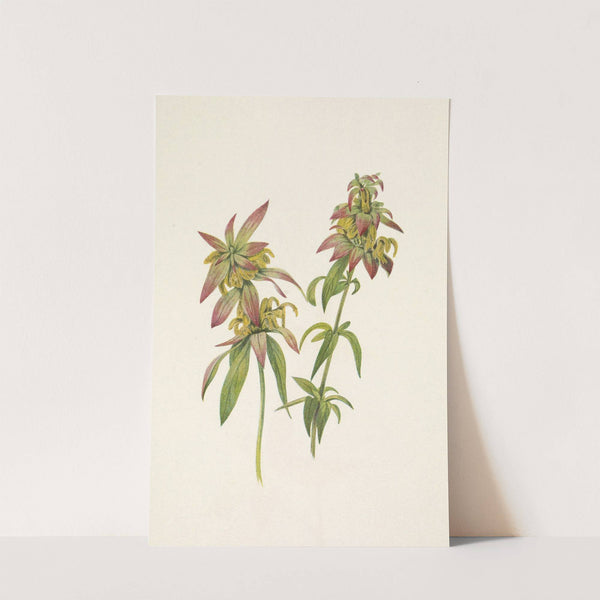 Spotted Beebalm. Monarda punctata (1925) by Mary Vaux Walcott