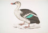 Spotted Billed Duck, Anas poecillorhyncha.