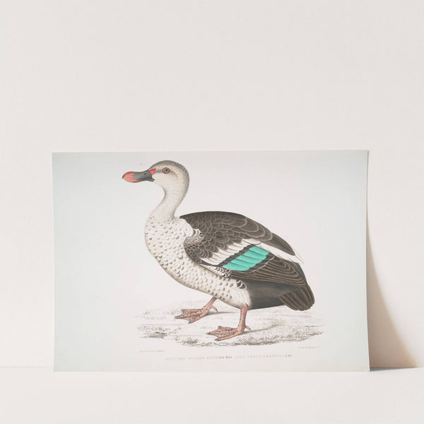 Spotted Billed Duck, Anas poecillorhyncha. by John Edward Gray