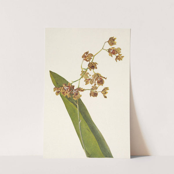 Spotted Cyrtopodium. Cyrtopodium punctatum (1925) by Mary Vaux Walcott