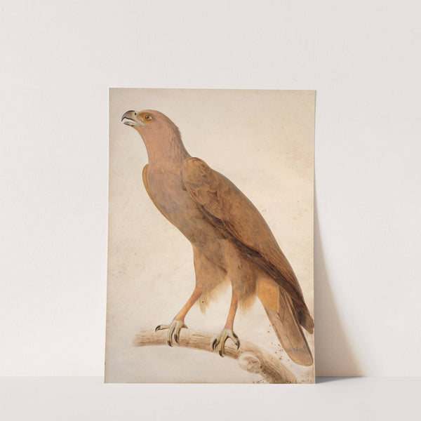 Spotted eagle by Jacques Barraband