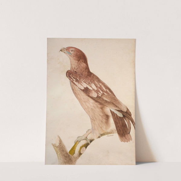 Spotted eagle (juvenile) by Jacques Barraband