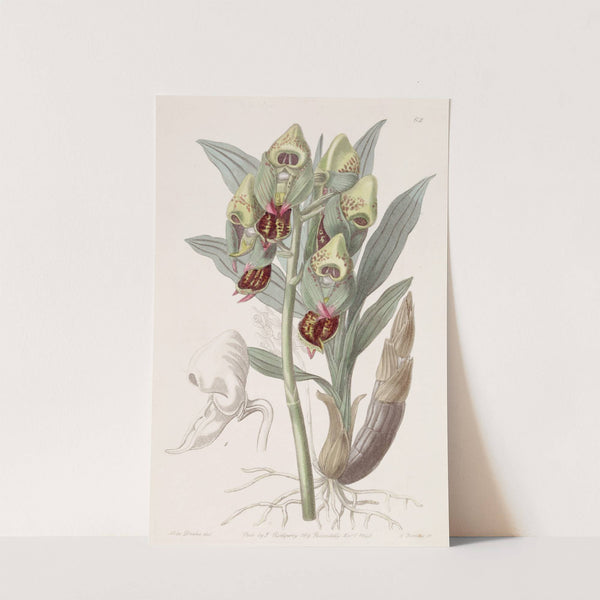 Spotted Feelerbloom by Sydenham Edwards
