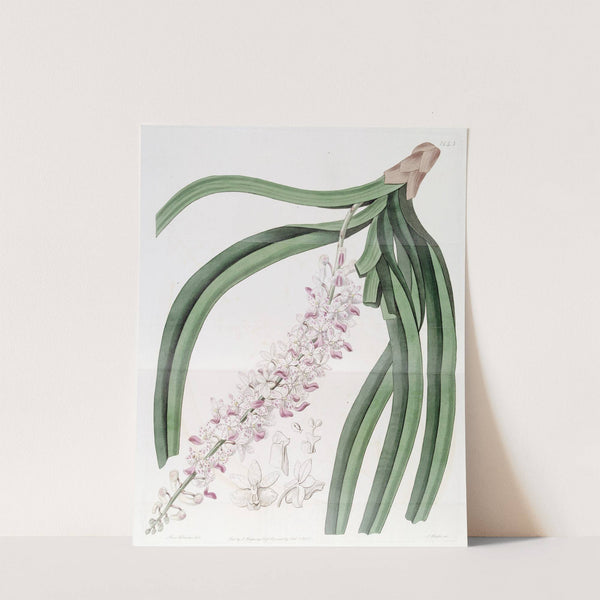 Spotted-flowered Sarcanthus by Sydenham Edwards