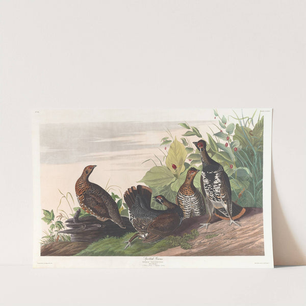 Spotted grous by John James Audubon
