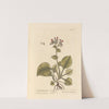 Spotted lungwort by Elizabeth Blackwell