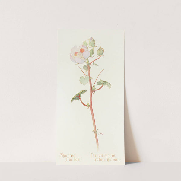 Spotted Mallow by Margaret Armstrong