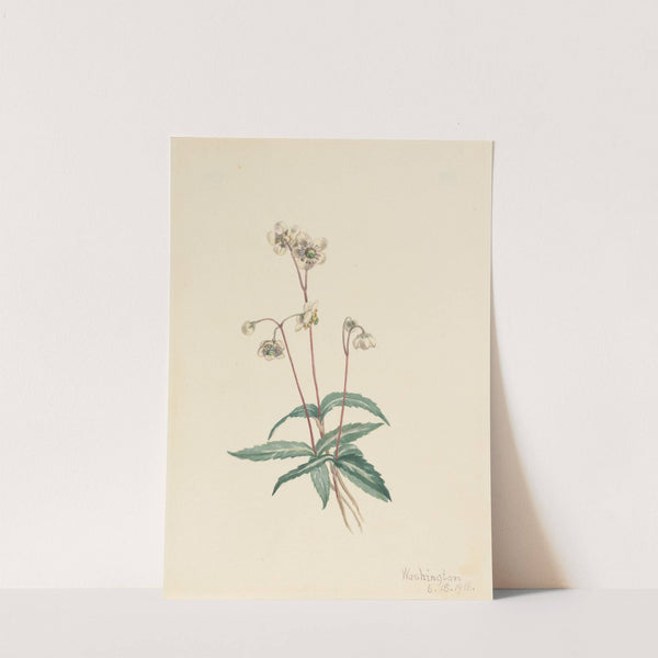 Spotted Pipsissewa (Chimaphila maculata) (1918) by Mary Vaux Walcott