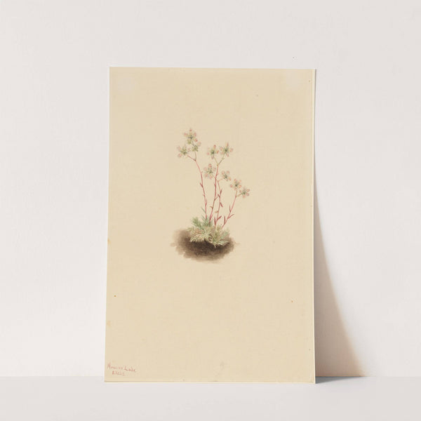 Spotted Saxifrage (Saxifraga bronchialis) (1903) by Mary Vaux Walcott