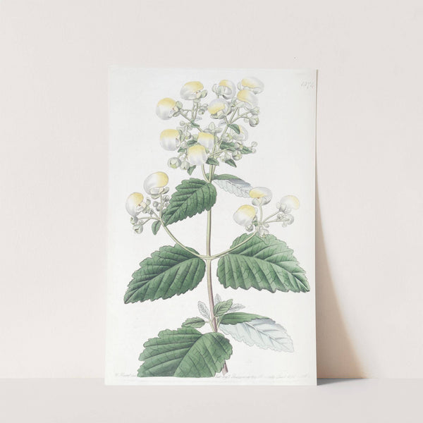 Spreading Calceolaria by Sydenham Edwards