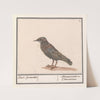 Spreeuw (Sturnus vulgaris) (1596-1610) by Anselmus Boëtius de Boodt