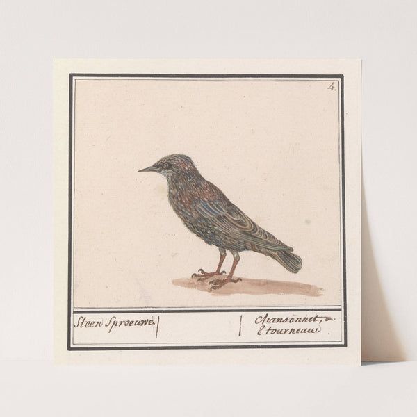 Spreeuw (Sturnus vulgaris) (1596-1610) by Anselmus Boëtius de Boodt