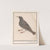Spreeuw (Sturnus vulgaris) (1596-1610) by Anselmus Boëtius de Boodt