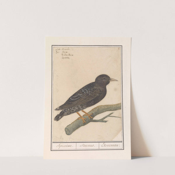 Spreeuw (Sturnus vulgaris) (1596-1610) by Anselmus Boëtius de Boodt