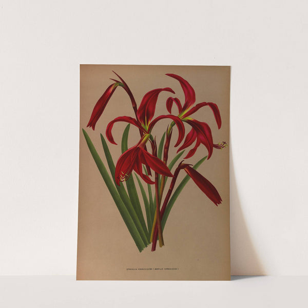 Sprekelia Formosissima ( Amaryllis Formosissima ) (1872-1881) by Arentina Hendrica Arendsen