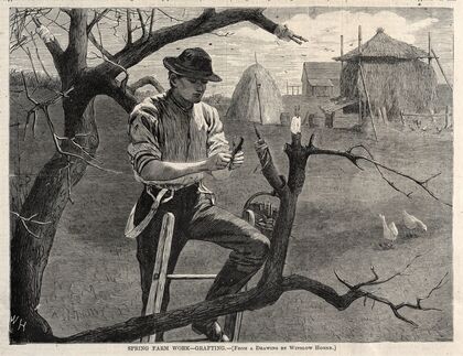 Spring Farm Work – Grafting (1870)
