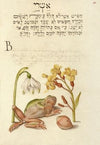 Spring Snowflake, Tree Frog, Wallflower, and Marine Mollusk (1561–1596)