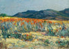 Springtime, Namaqualand