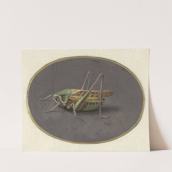 Sprinkhaan by Jan Augustin van der Goes