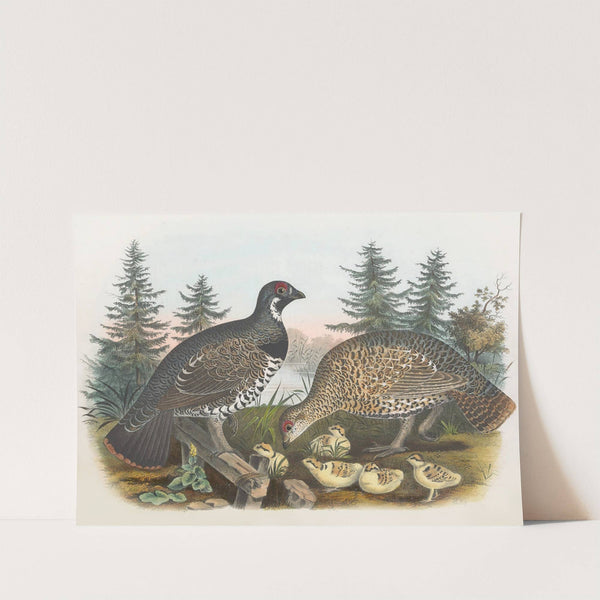 Spruce Grouse by Daniel Giraud Elliot