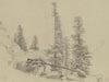 Spruce trees at the Via Mala