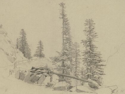 Spruce trees at the Via Mala