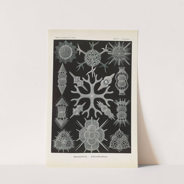 Spumellaria. - Schaumstrahlinge by Ernst Haeckel