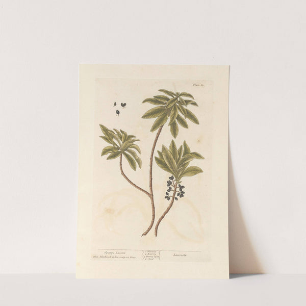 Spurge laurel by Elizabeth Blackwell