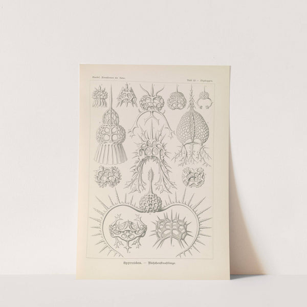 Spyroidea. - Nükchenstrahlinge by Ernst Haeckel