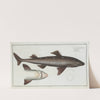 Squalus Acanthias, The Picked- Dog. (1785-1797) by Marcus Elieser Bloch