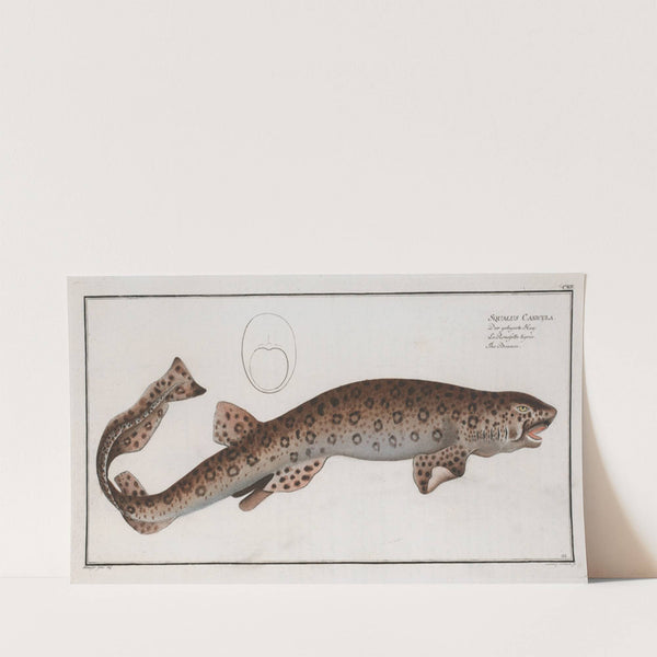 Squalus Canicula, The Bounce. (1785-1797) by Marcus Elieser Bloch