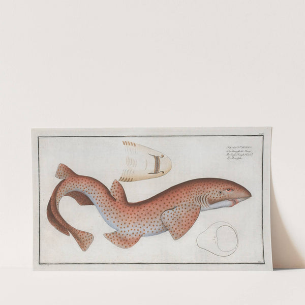 Squalus Catulus, The Lesser Rough Flound. (1785-1797) by Marcus Elieser Bloch