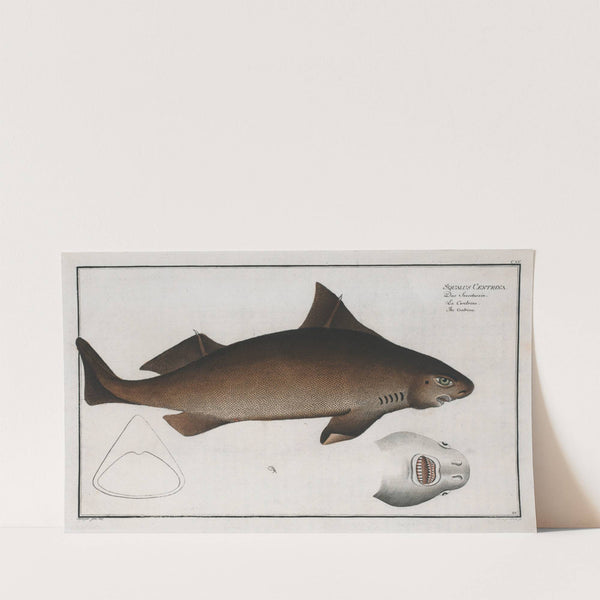 Squalus Centrina, The Centrina. (1785-1797) by Marcus Elieser Bloch